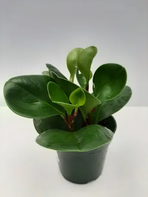 4" peperomia obtusifolia stand