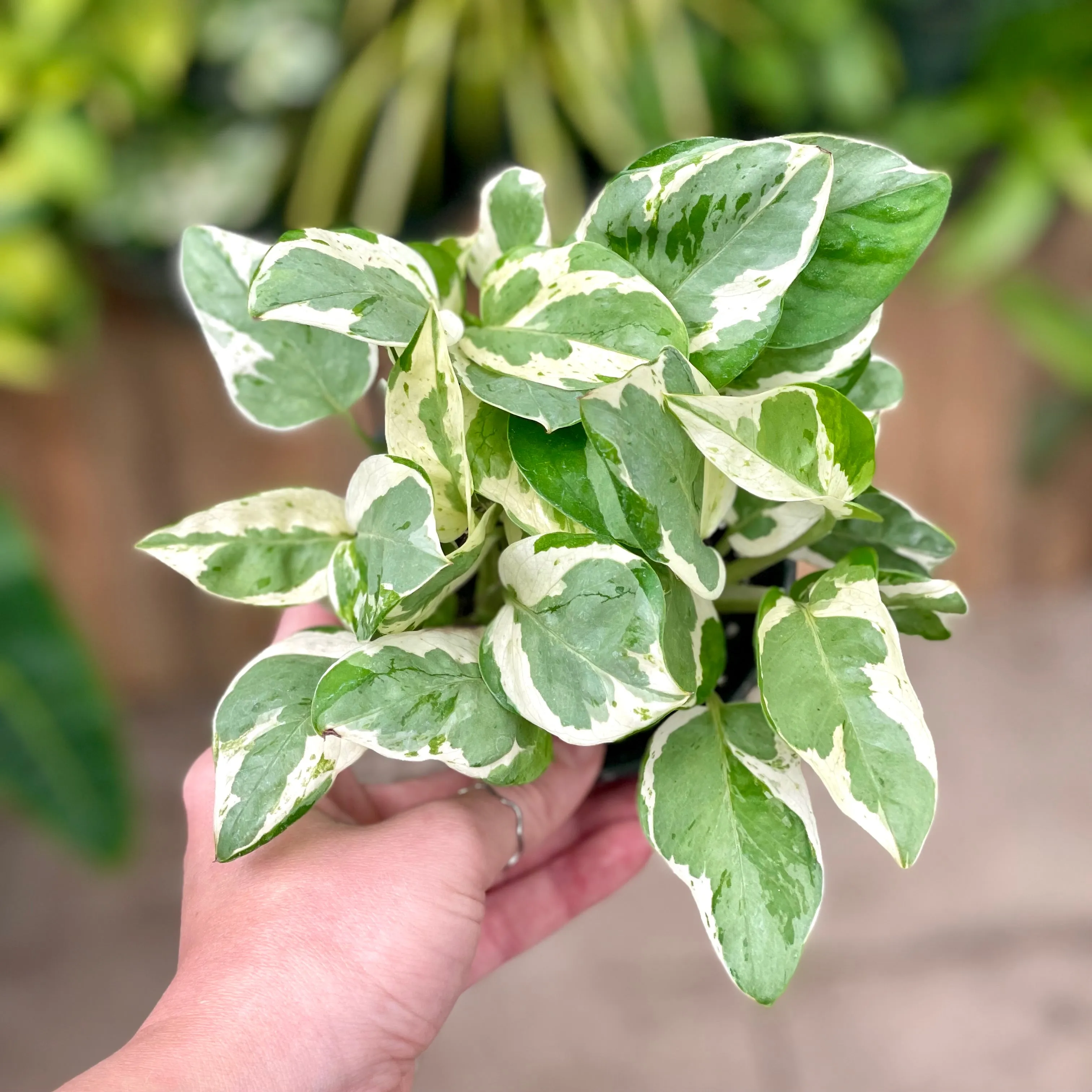 4" pothos pearls & jade