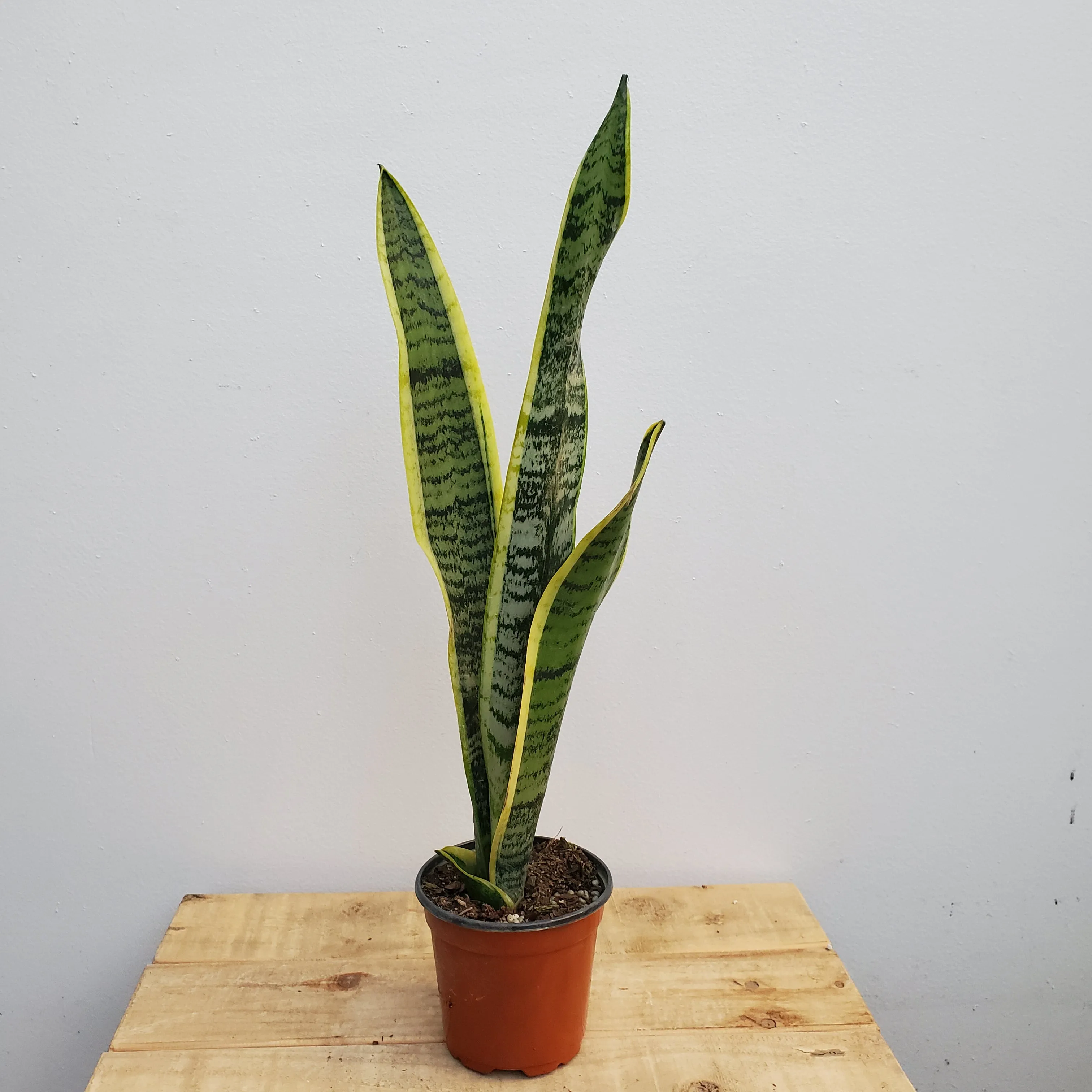 4" sansevieria laurenti