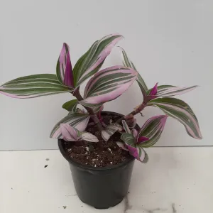 4" tradescantia nanouk