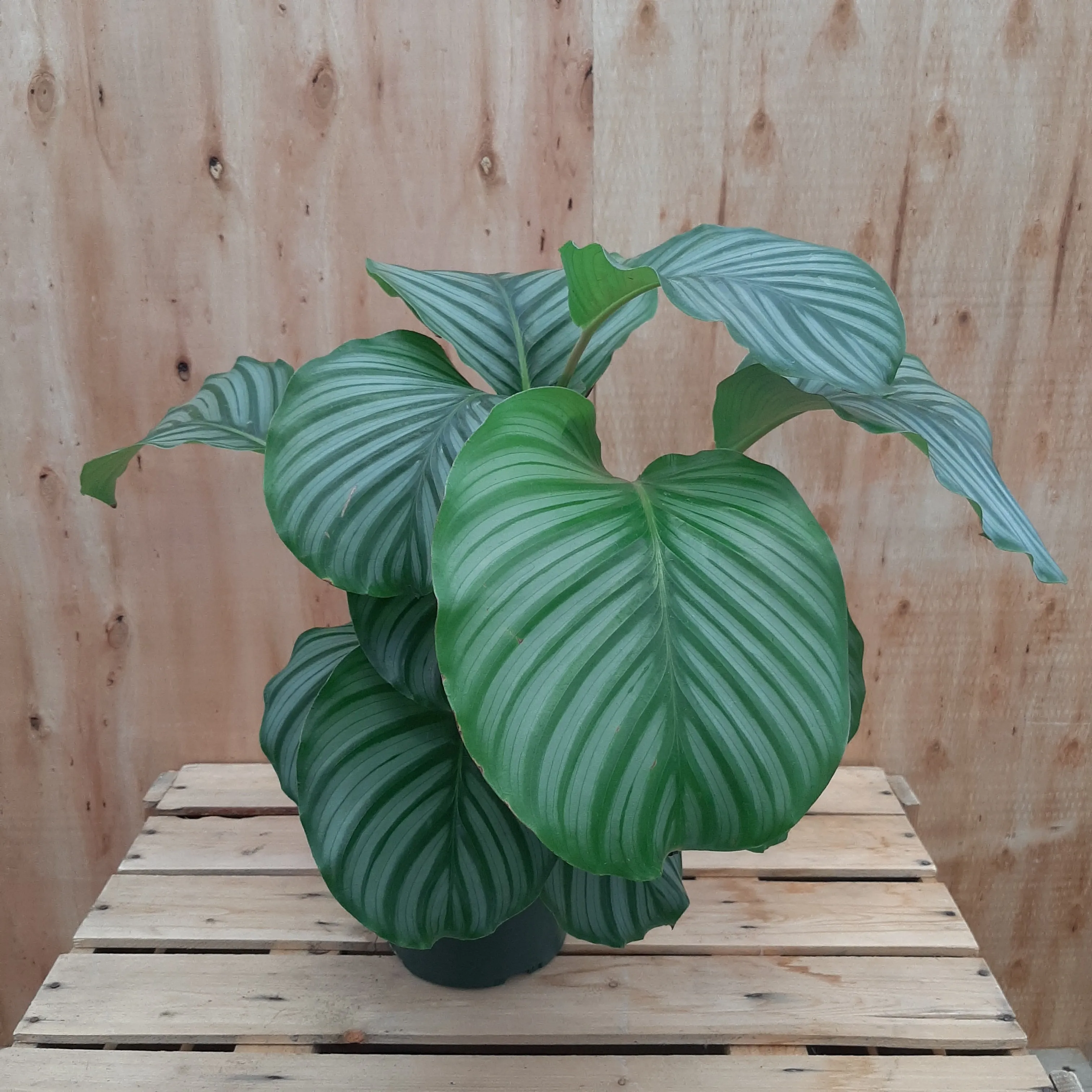 6" calathea orbifolia