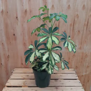 6" schefflera "sunshade"