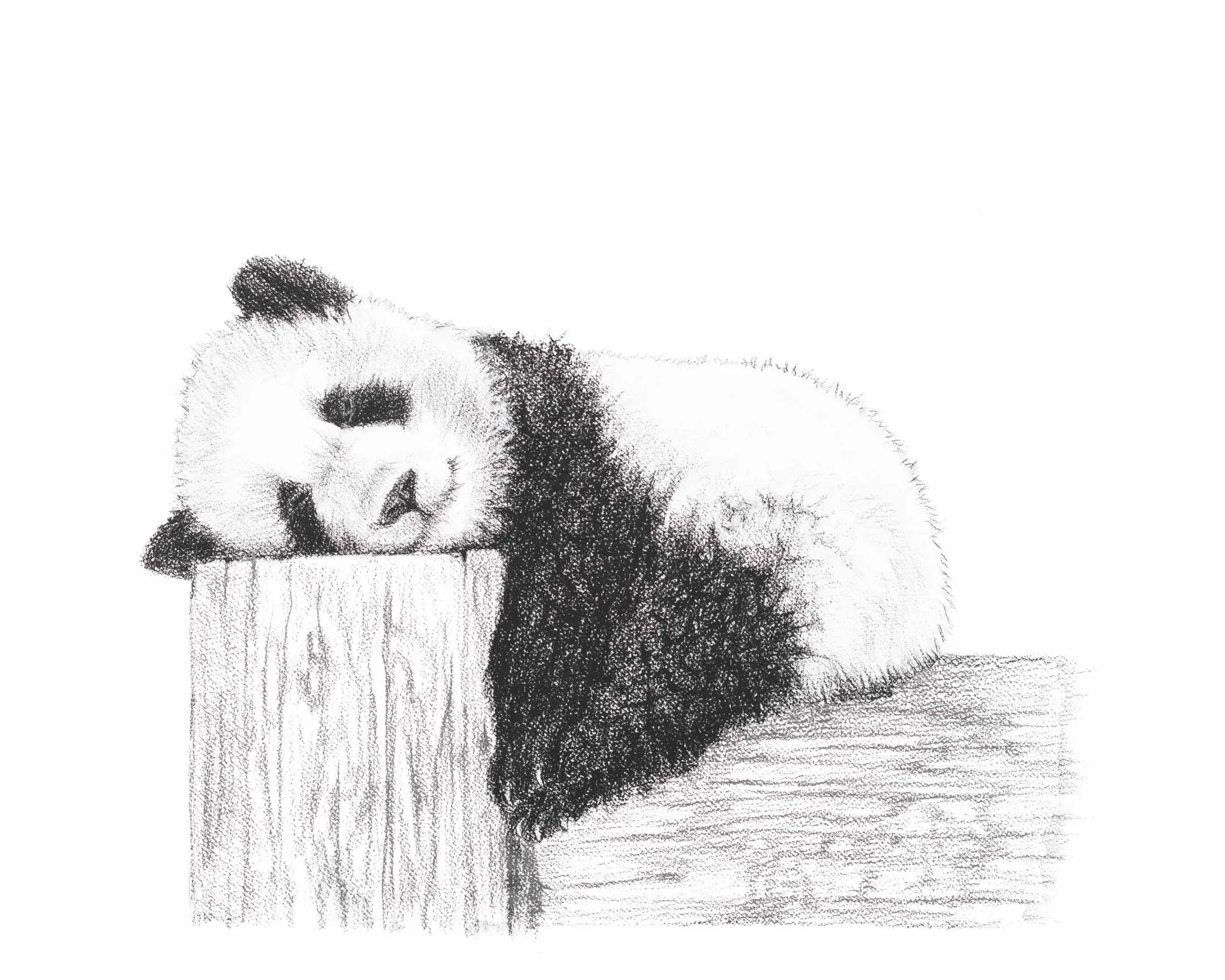 Cute sleeping Panda